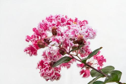 Crape myrtle (variegated) 2, JPG Crape myrtle (variegated) 2, JPG