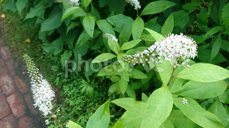 爽やかな花のある風景 自然,植物,花の写真素材