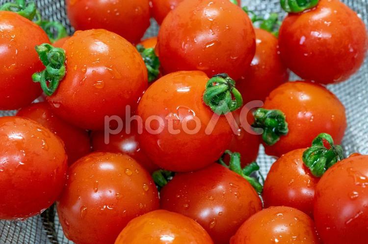 洗ったばかりのプチトマト トマト,ミニトマト,プチトマトの写真素材