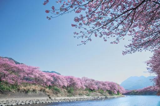 川沿いの河津桜並木 河津桜,伊豆稲取,桜の写真素材