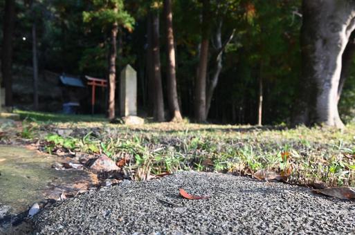 神社と落ち葉 神社と落ち葉の写真