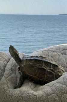 クサガメの写真