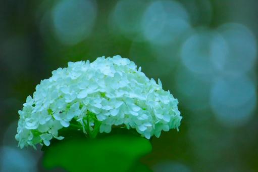 花模様ーアジサイーアナベル 花模様ーアジサイーアナベルの写真