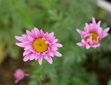 アカバナムシヨケギク アカバナムシヨケギクの写真