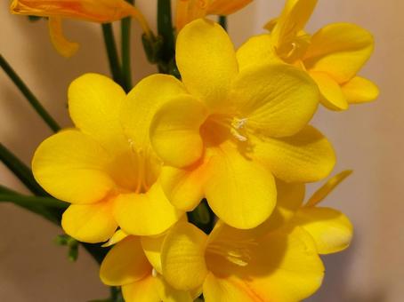 黄色い花の素材 黄色い花の素材の写真
