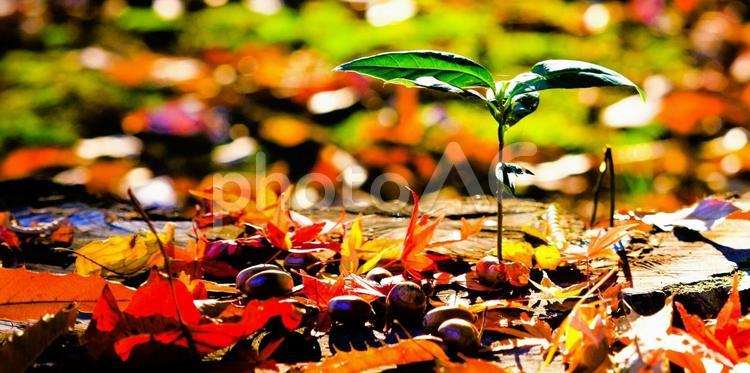 秋のイメージ写真　落ち葉とドングリ 秋,落ち葉,紅葉の写真素材