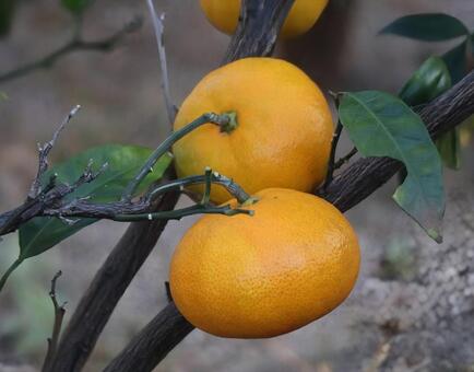 温州みかん みかん,食べ物,自然の写真素材