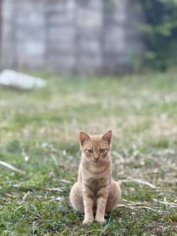 茶トラ地域猫(縦) 茶トラ地域猫(縦) ネコ,地域猫,空き地の写真素材