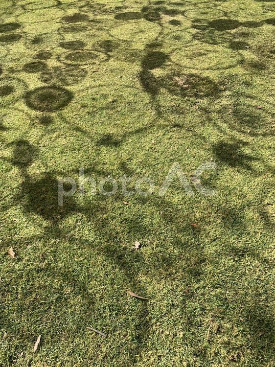 芝生に模様 芝生,晴れ,自然の写真素材