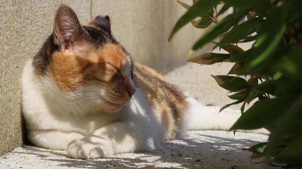 快適な場所でお昼寝するもふもふな三毛猫 快適な場所でお昼寝するもふもふな三毛猫 三毛猫,猫,眠り猫の写真素材