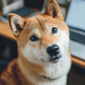 パソコンのそばでカメラを見つめる柴犬 パソコンのそばでカメラを見つめる柴犬の写真