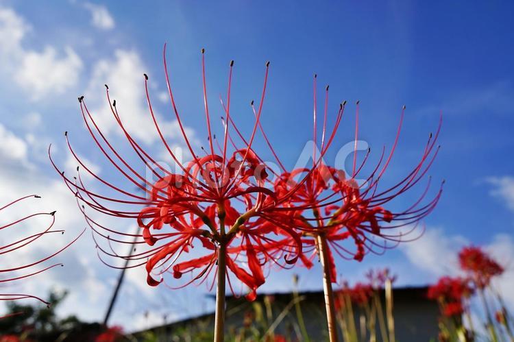 ＜秋のイメージ＞彼岸花 青空,彼岸,彼岸花の写真素材