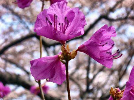 Azalea-2, JPG