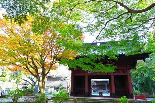 秋の青もみじと山門① 秋の青もみじと山門① 青もみじ,紅葉,秋の写真素材