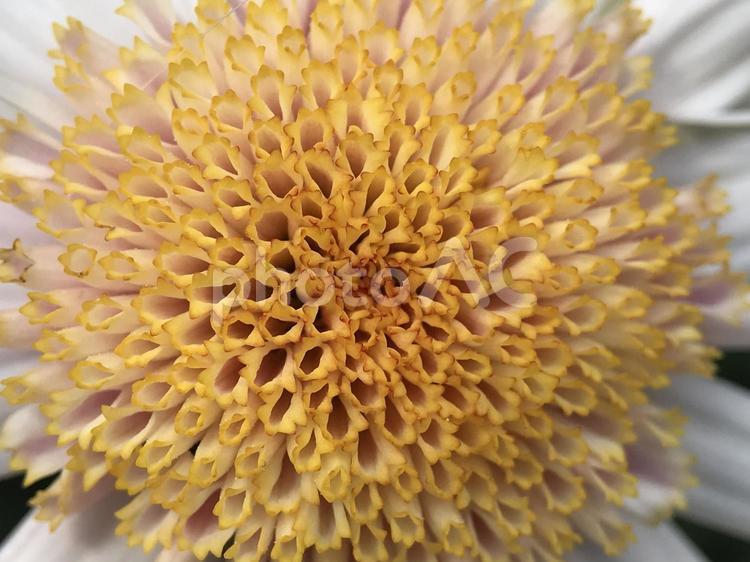 4月のマーガレットの花 2025 マーガレット,花,マクロの写真素材