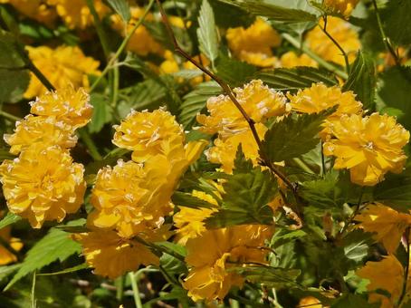 Photo, natural, yellow, flower, 