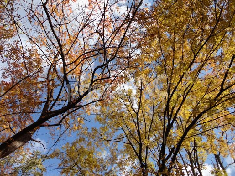 秋を告げる、クロモジの黄色い花 秋,クロモジ,黄色の写真素材