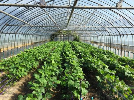 ハウス栽培 ビニールハウスの中 ハウス栽培 ビニールハウスの中 農業,温室,野菜の写真素材