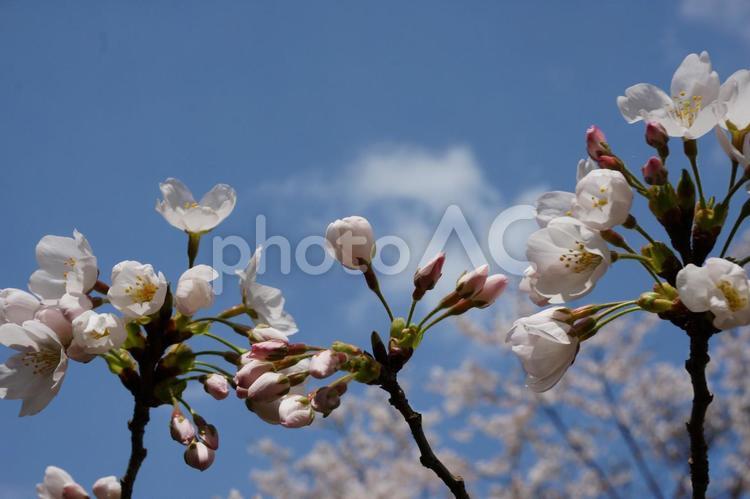 さくらの蕾 春,さくら,山桜の写真素材