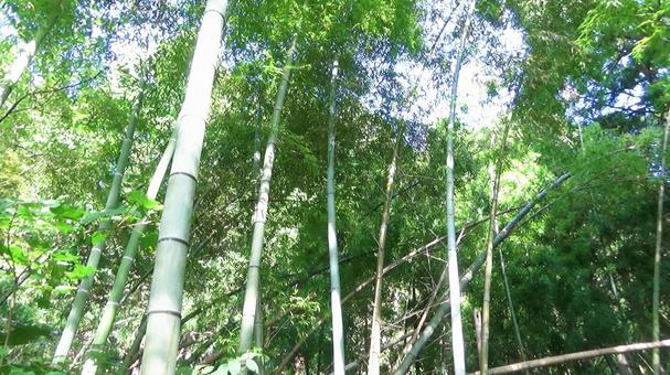 山中の竹林・1 山中の竹林・1 竹,竹藪,自然の写真素材