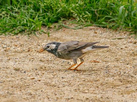 Starling walking on the ground, JPG Starling walking on the ground, JPG