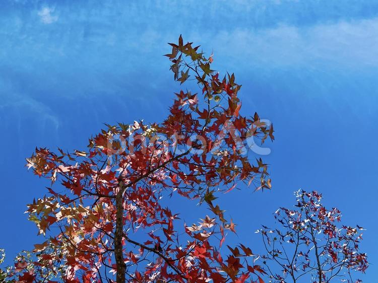 秋晴れ 紅葉,楓,秋の写真素材