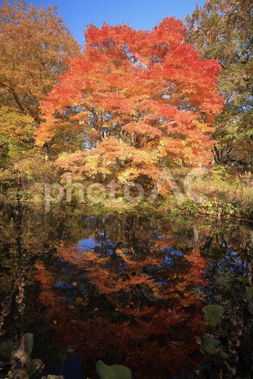もみじ 紅葉,山,秋の写真素材