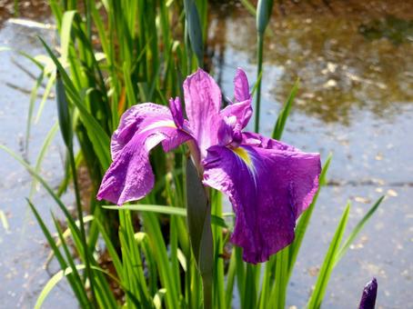 郊外の菖蒲園で開花した紫色のハナショウブ 郊外の菖蒲園で開花した紫色のハナショウブ ハナショウブ,菖蒲,アヤメの写真素材