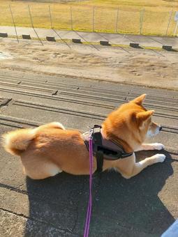 伏せをしながら運動公園を眺める柴犬です！の写真
