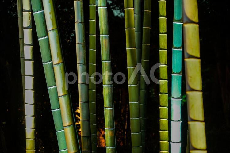 六義園のライトアップされた竹林 竹林,竹,六義園の写真素材