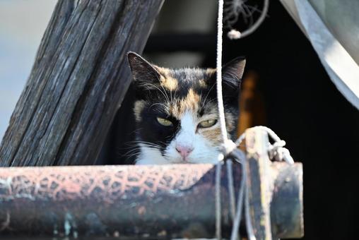 真鍋島の三毛猫 真鍋島の三毛猫 見つめる,かお,三毛猫の写真素材