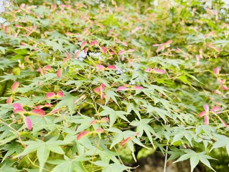 Photo, maple, flower, green, 