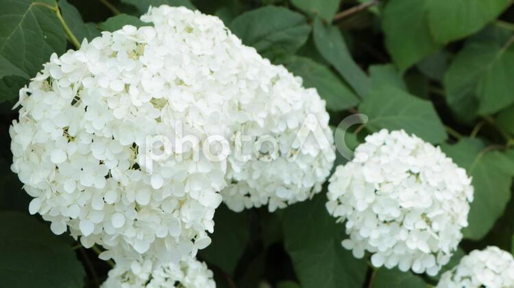 見頃のシロバナアジサイ 花,自然,植えるの写真素材