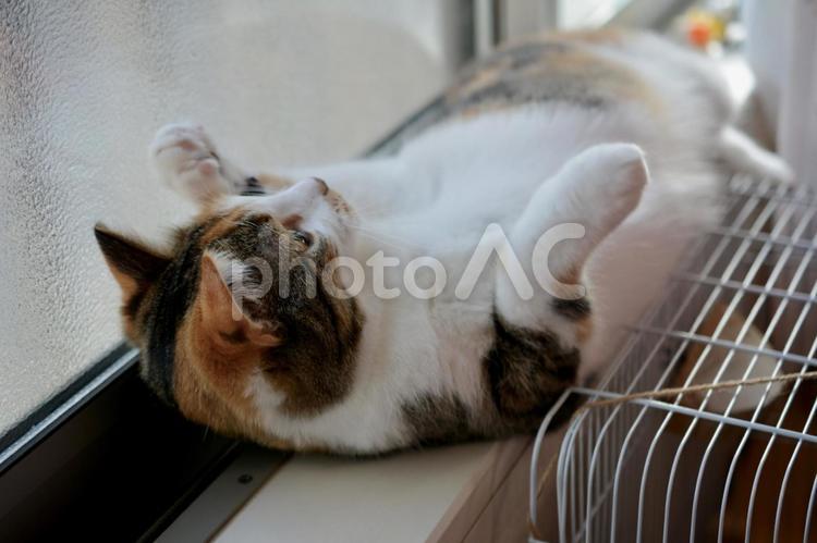窓際で転がる三毛猫 猫,ネコ,ねこの写真素材