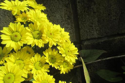 菊の花 菊,キク,花の写真素材