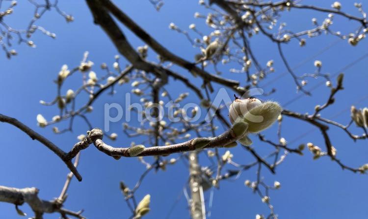 空と白い樹木の花 空,白い,樹木の写真素材
