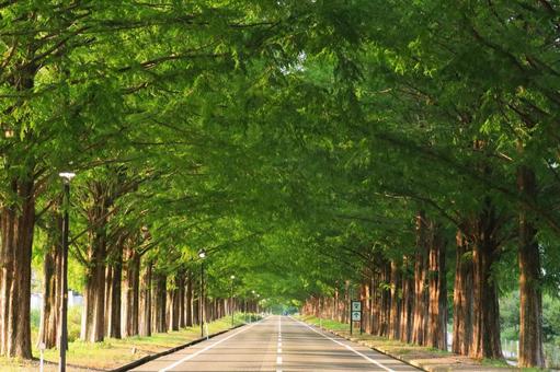 夏のメタセコイヤ並木道 夏のメタセコイヤ並木道 滋賀県高島市,並木道,緑のトンネルの写真素材