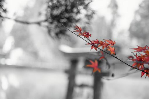 A single autumn leaf and a memory of a torii gate, monochrome, autumn, torii, JPG