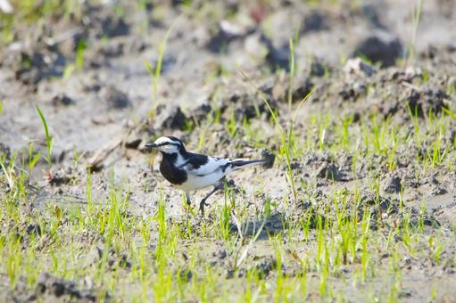 小さな鳥 小さな鳥の写真