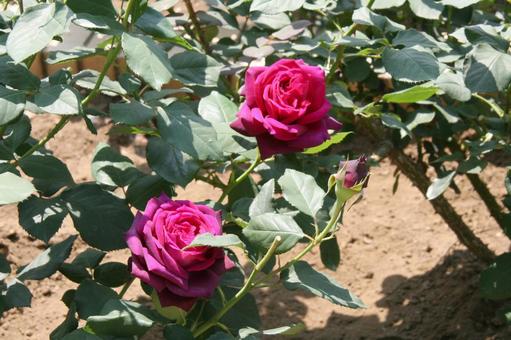 バラ・薔薇 パパ・メイアン バラ・薔薇 パパ・メイアンの写真