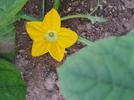 スターフラワー スターフラワー 野菜,夏野菜,夏休みの写真素材