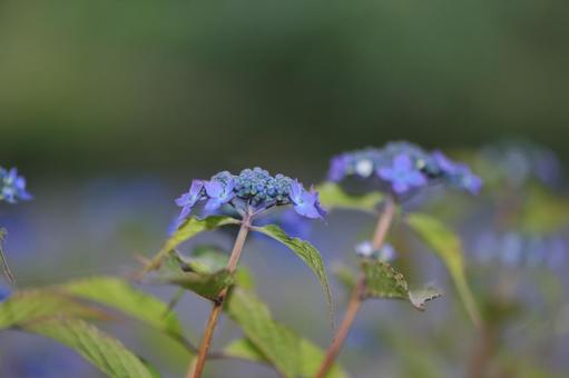 Mountain hydrangea, JPG Mountain hydrangea, JPG