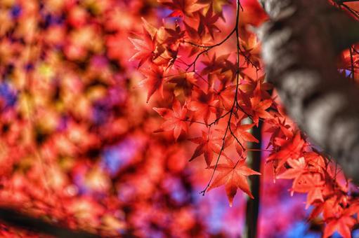 もみじ もみじ,紅葉,秋の写真素材