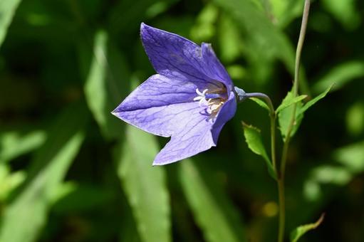 Photo, natural, image, close-up, 