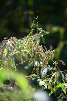 アレチヌスビトハギ アレチヌスビトハギ,果実,種子の写真素材