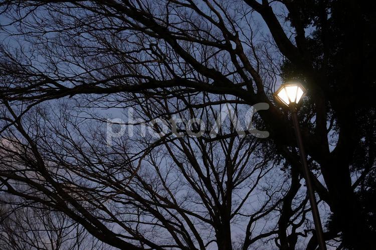 夕暮れ時の空 (砧公園) 夕暮れ,公園,景色の写真素材