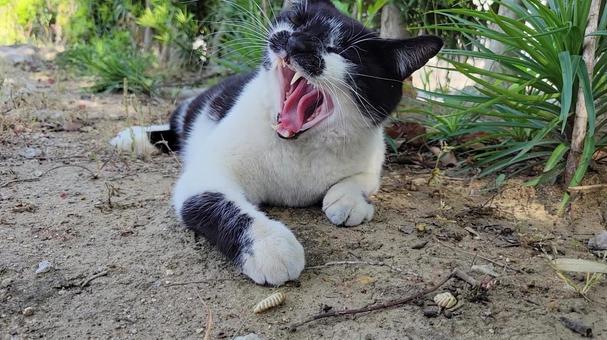 Photo, sakura cat, regional cat, cats, 