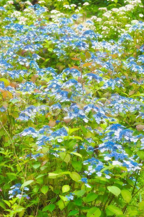 アジサイ　紫陽花　あじさい 6月,紫陽花,2023年の写真素材