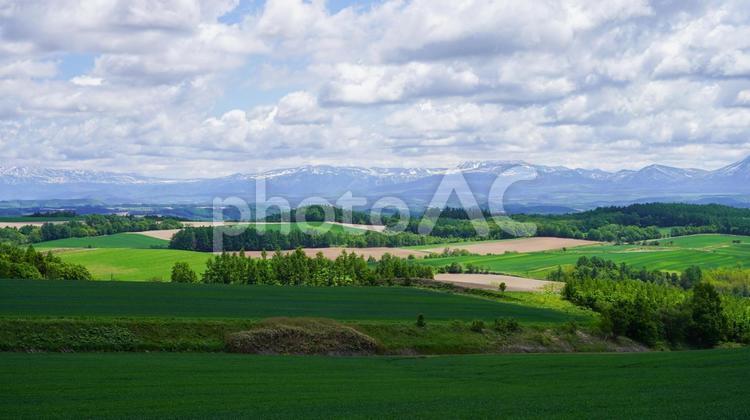 美瑛の丘の風景 美瑛,丘,畑の写真素材