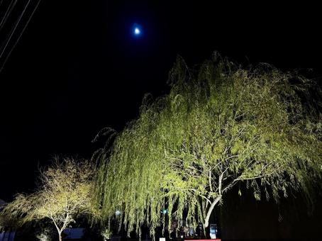 月光に照らされる柳 あわら市,月,月光の写真素材